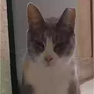 found female cat unknown