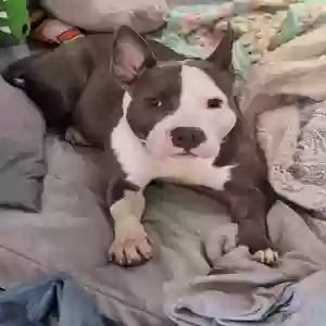 lost female dog diamond