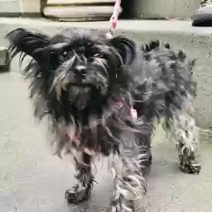 lost female dog george