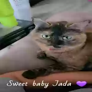 lost female cat jada