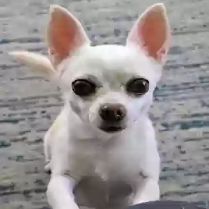 lost female dog bonya