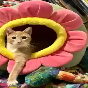 lost male cat marshmallow