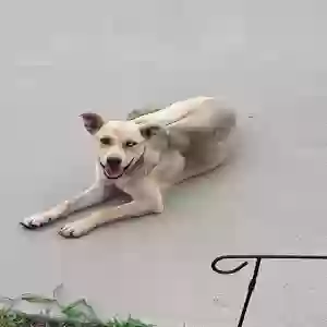 found male dog unknown