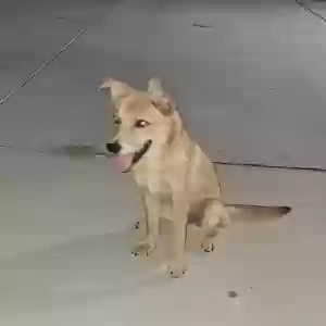 found male dog unknown