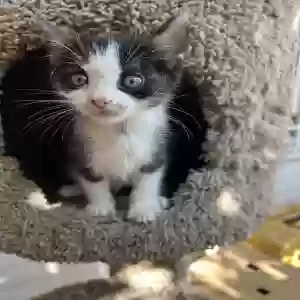 lost unknown cat baby