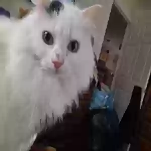 lost female cat izanami (baby kitty)