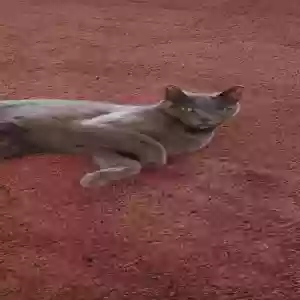 lost female cat morenita