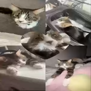 lost male cat vinnie