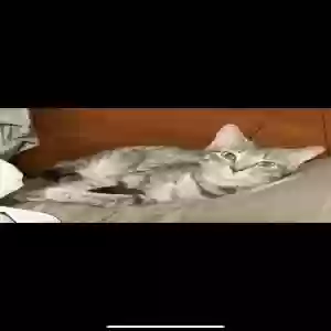 lost female cat ghost