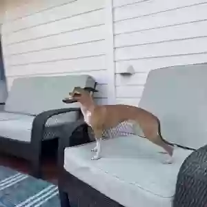 lost female dog demi