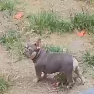 lost female dog bella