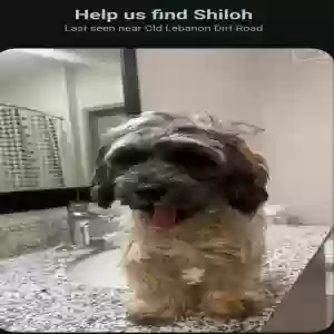 lost male dog shiloh