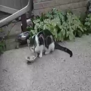 found male cat unknown