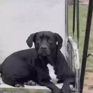 lost male dog tex