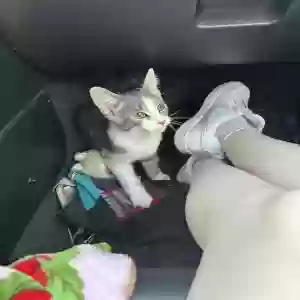 found male cat unknown