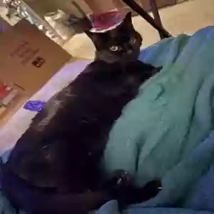 lost female cat una