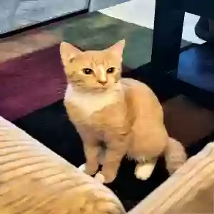 lost male cat tommy