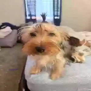 lost male dog maverick