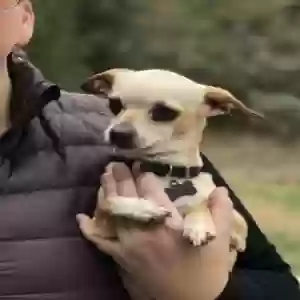 lost female dog squishy