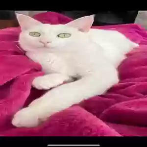 lost male cat skip