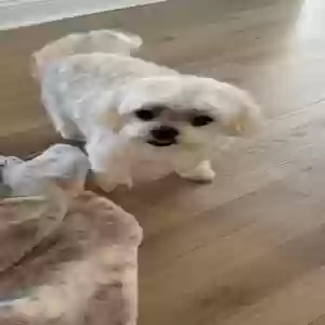 lost male dog unknown