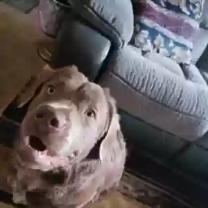 lost female dog unknown