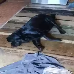 lost female dog maxine and wiggles
