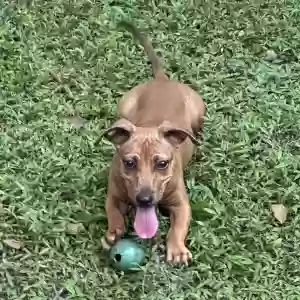 found male dog found pet