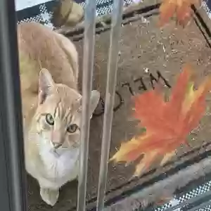 lost male cat gryffindor