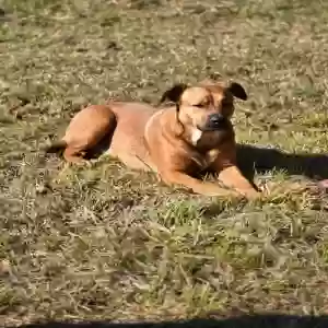 lost male dog buddy