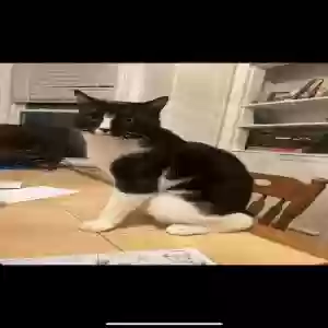 lost male cat gece