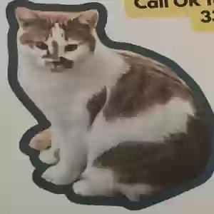 lost female cat princess
