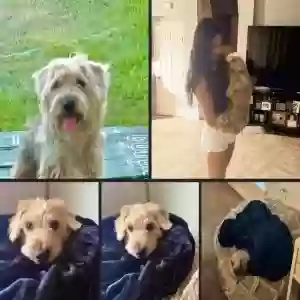 lost male dog lucky