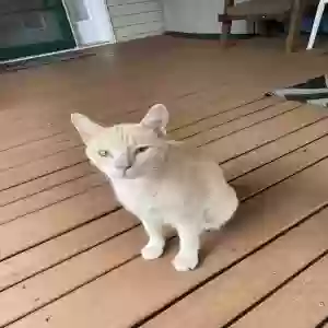 found female cat unknown