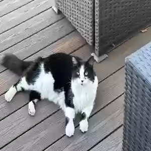 lost male cat buzz