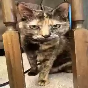 lost female cat dottie