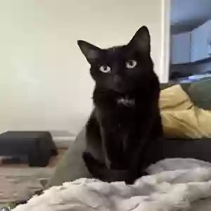 lost female cat maggie