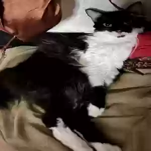 lost female cat daysi