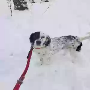 lost male dog skylar
