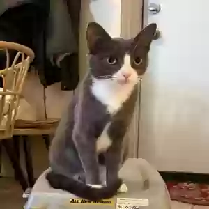 lost female cat munchkin