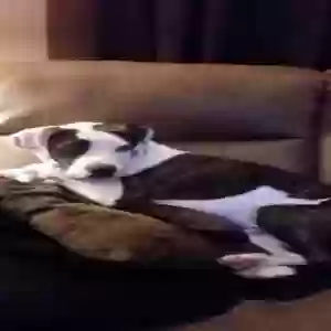 lost male dog chevy