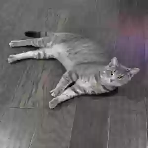 lost male cat rando