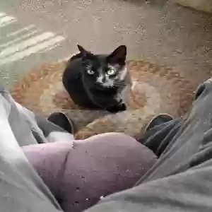lost male cat jackie