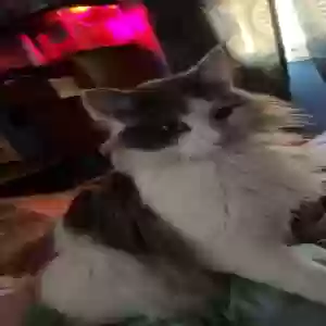 lost male cat lilo