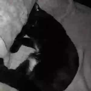 lost female cat little paw