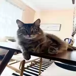 lost male cat bobo