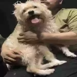 lost male dog canelo