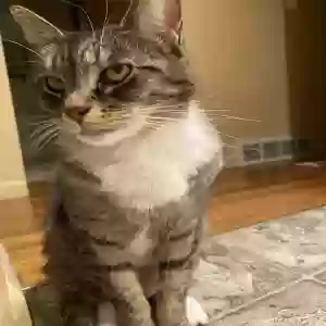lost female cat kida