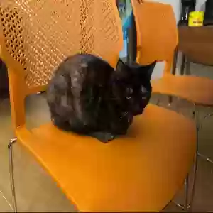 lost female cat unknown