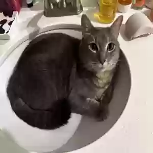lost male cat garbanzo